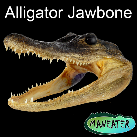 Maneater Alligator Jawbone Blanks