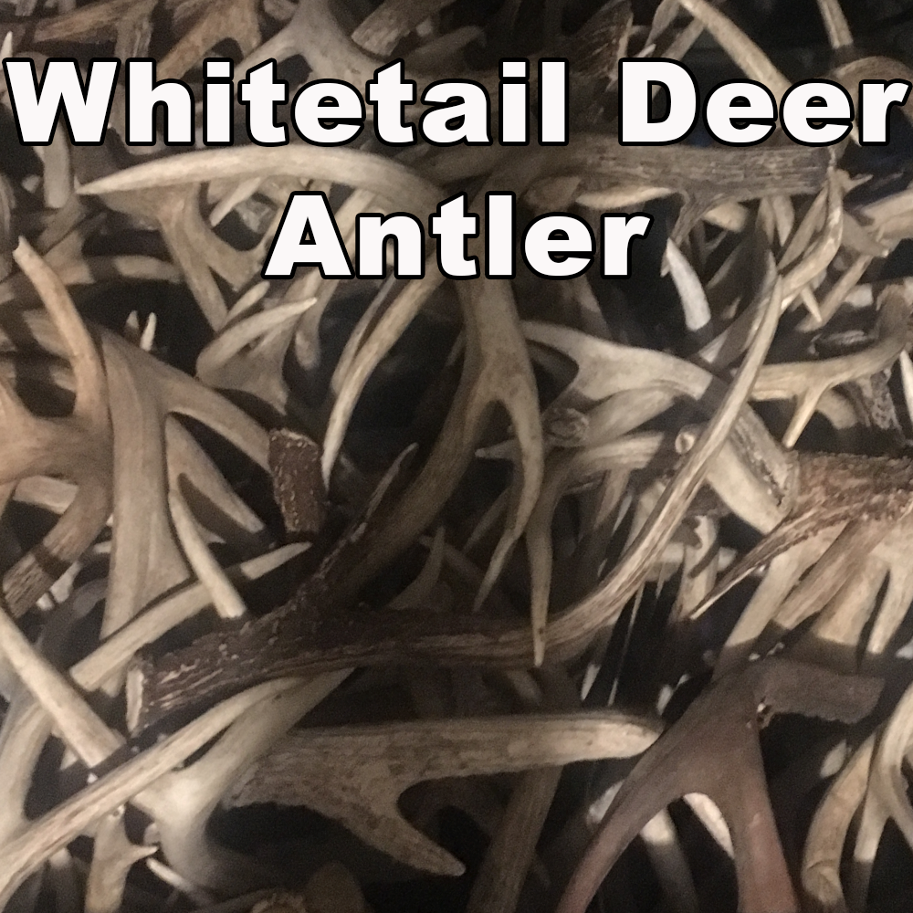 Whitetail Deer Antler Stadium Pen Blanks