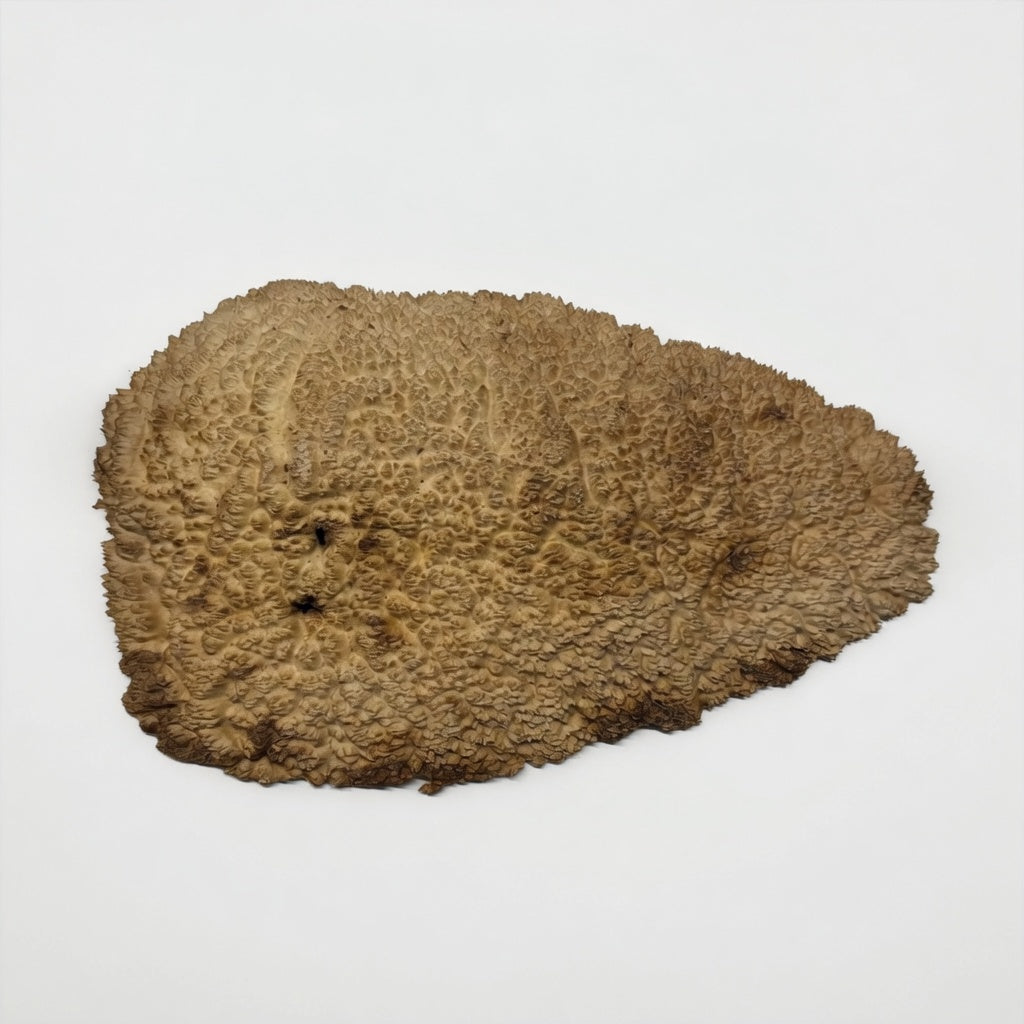 Brown Mallee Burl Pen Blanks - EXHIBITION GRADE