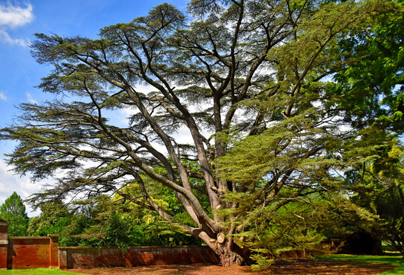 James Madison's Montpelier Cedar of Lebanon