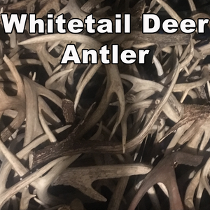Whitetail Deer Antler